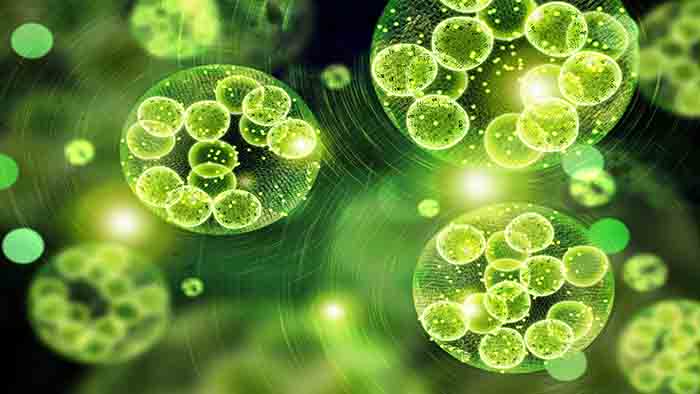 Marine Microalgae in Food and Health Industry